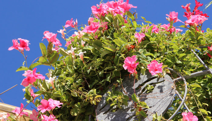 Fleurs 700x400